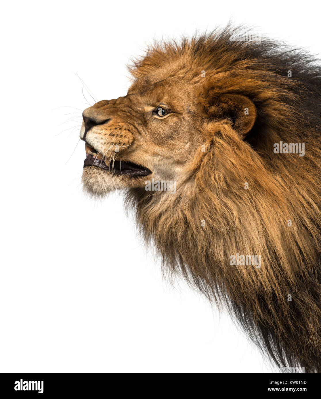 Close-up of a Lion's profile, roaring, Panthera Leo, 10 years old, isolated on white Stock Photo