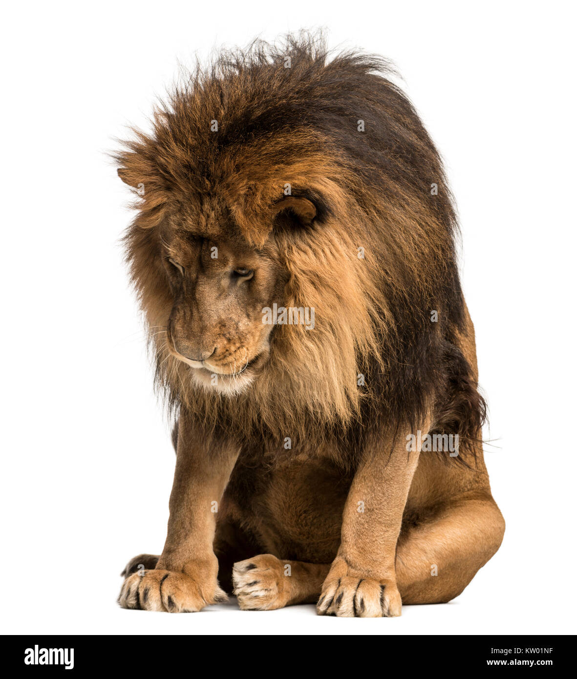 Lion looking down hires stock photography and images Alamy