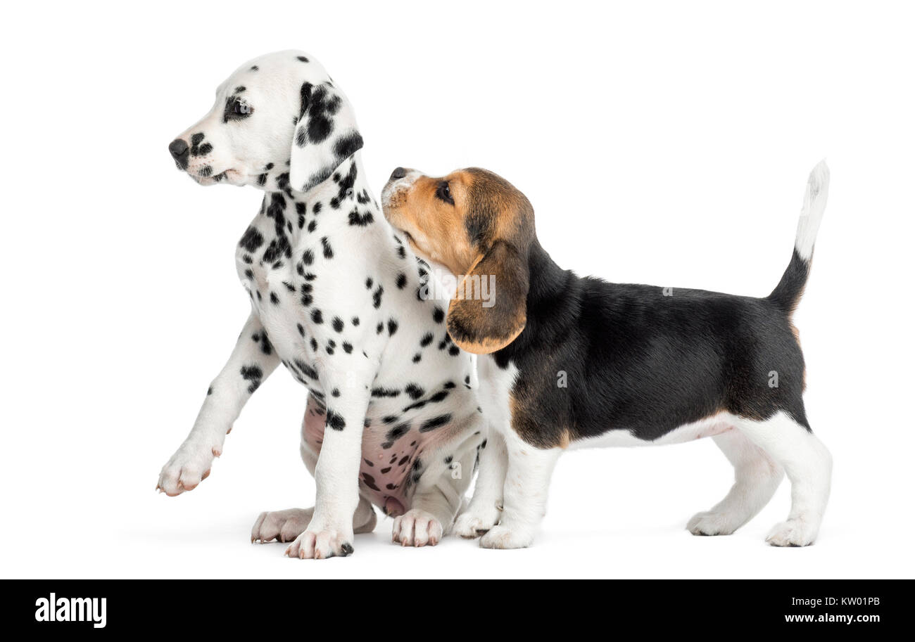 Dalmatian and Beagle puppies playing, isolated on white Stock Photo