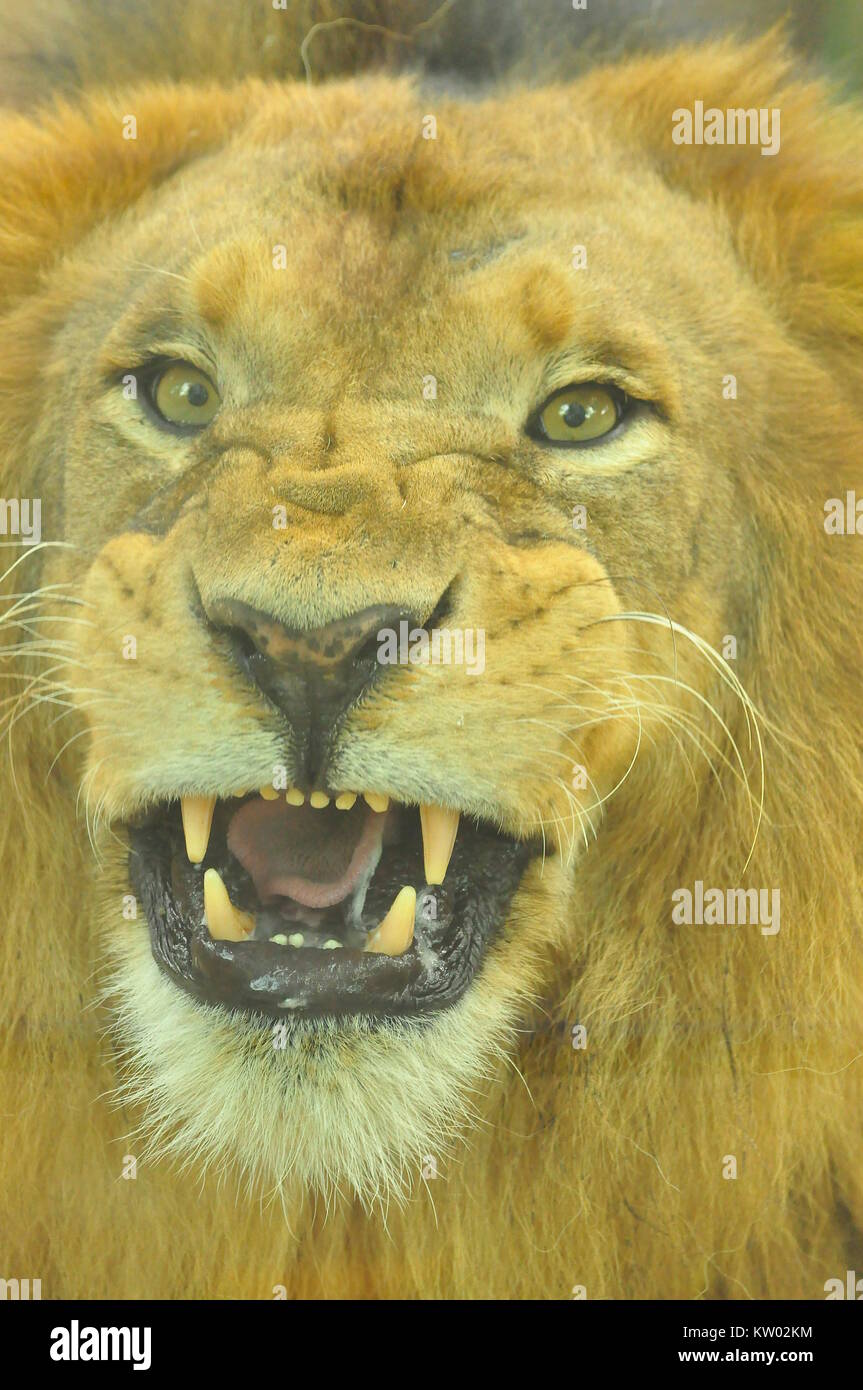 Close up lion eyes hi-res stock photography and images - Alamy