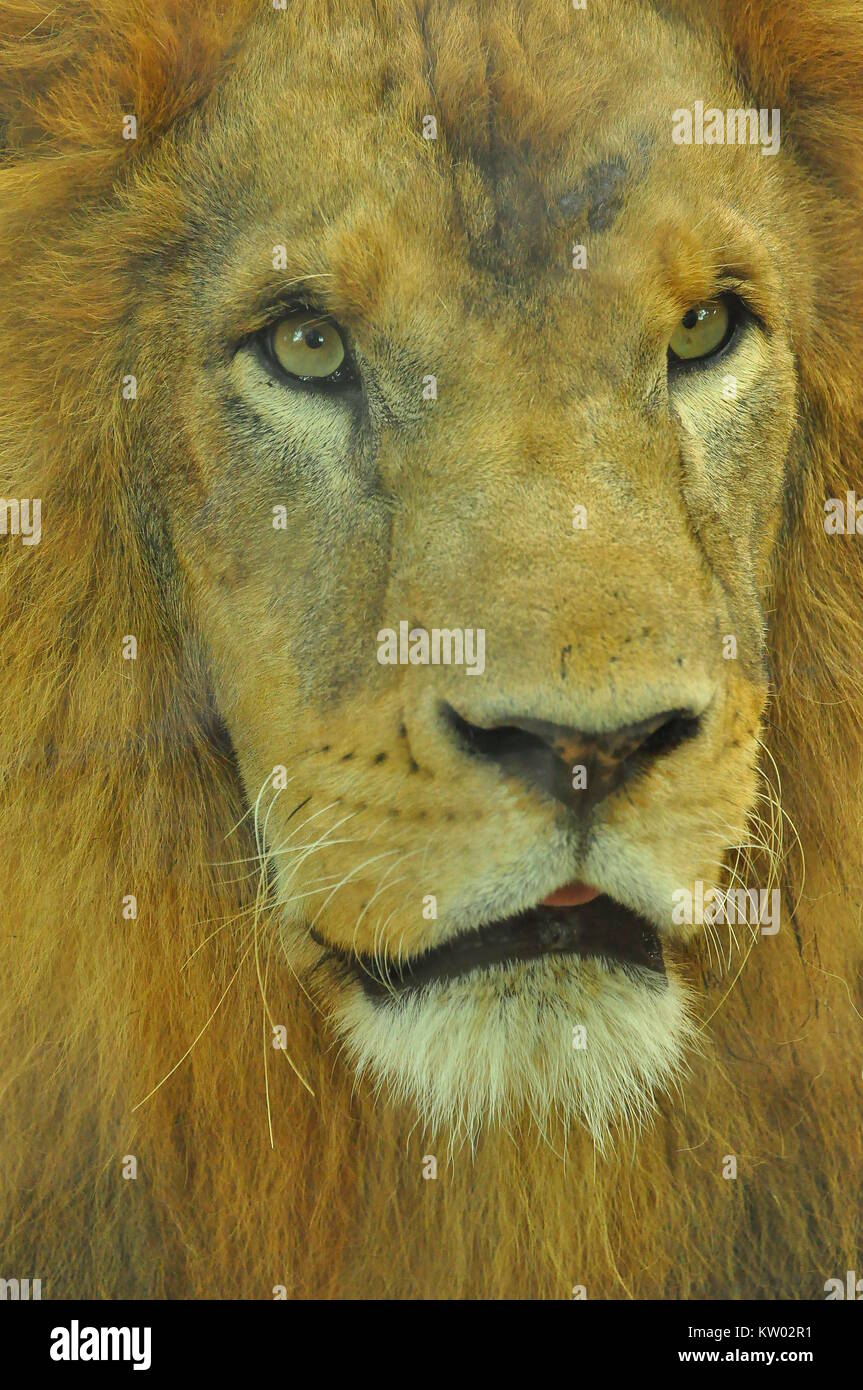 Male african lion (Panthera leo) close up Stock Photo