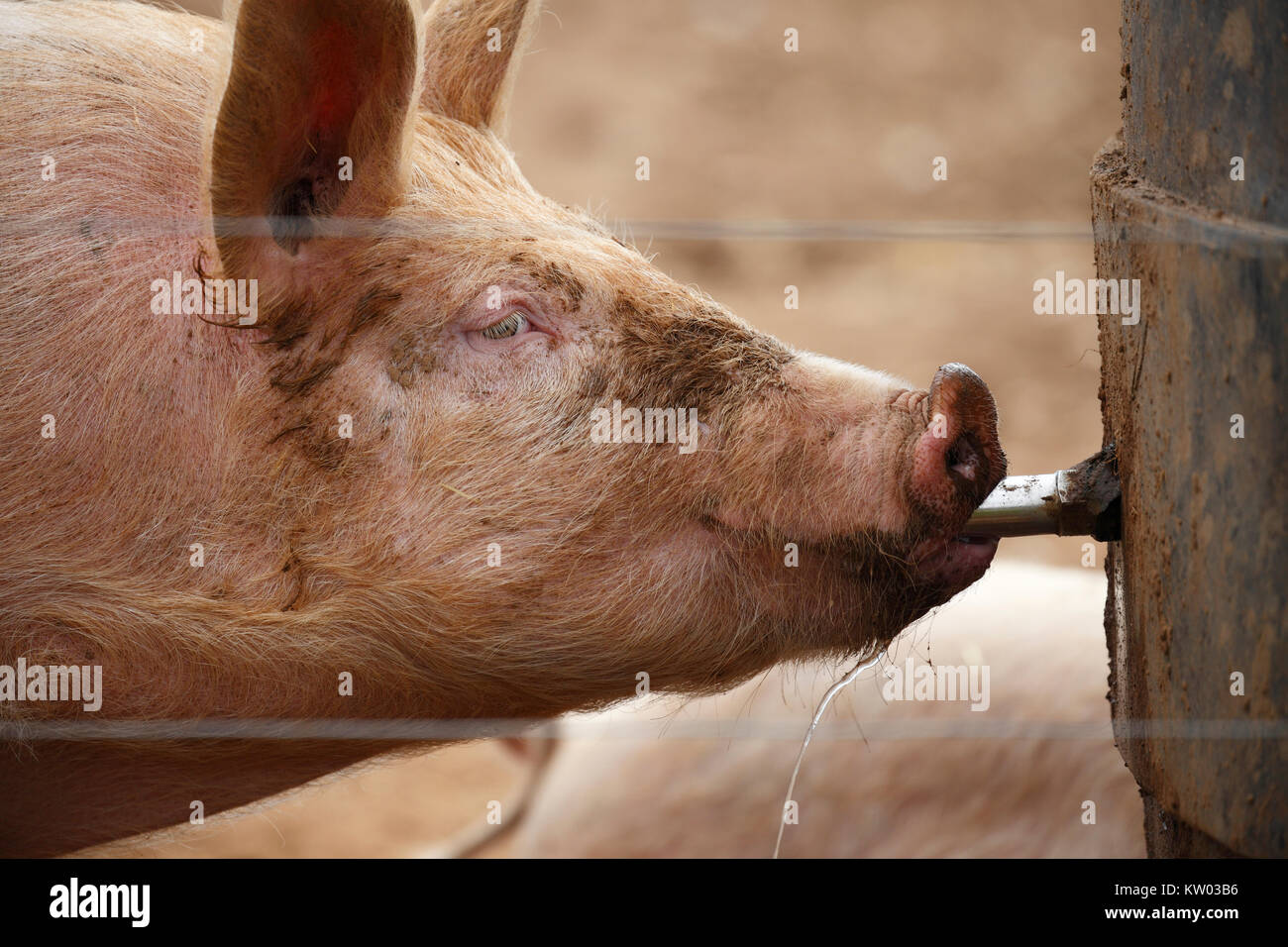 Profile of a pig drinking water. Stock Photo