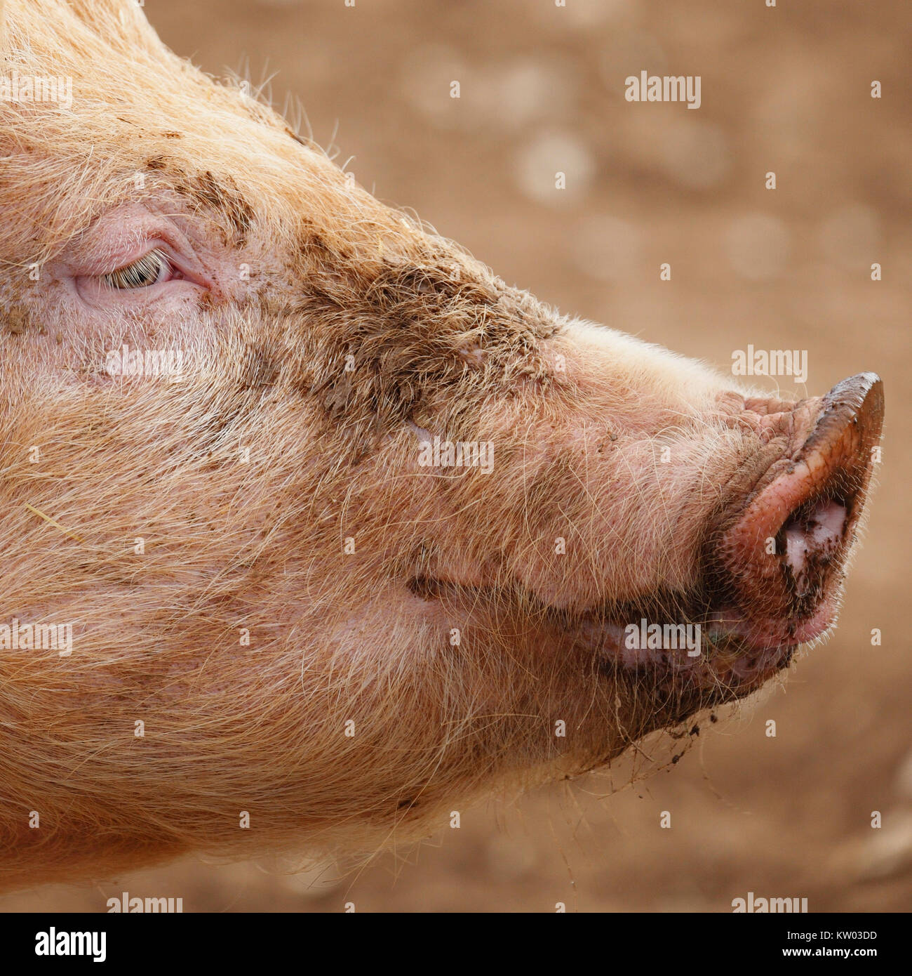 Portrait of a pig's face. Stock Photo
