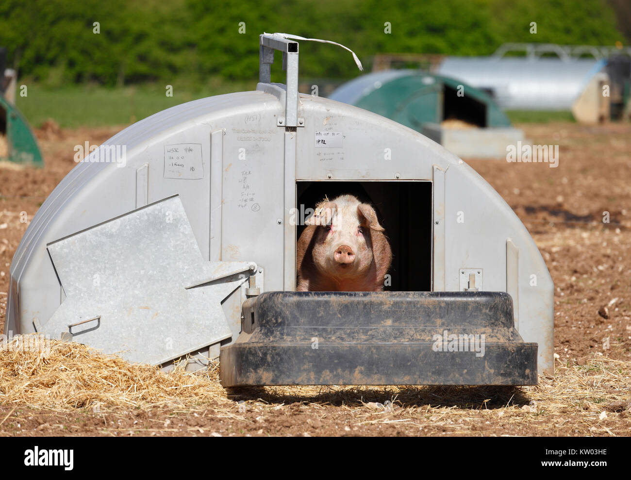 Pig in a sty on an outdoor pig farm. Stock Photo