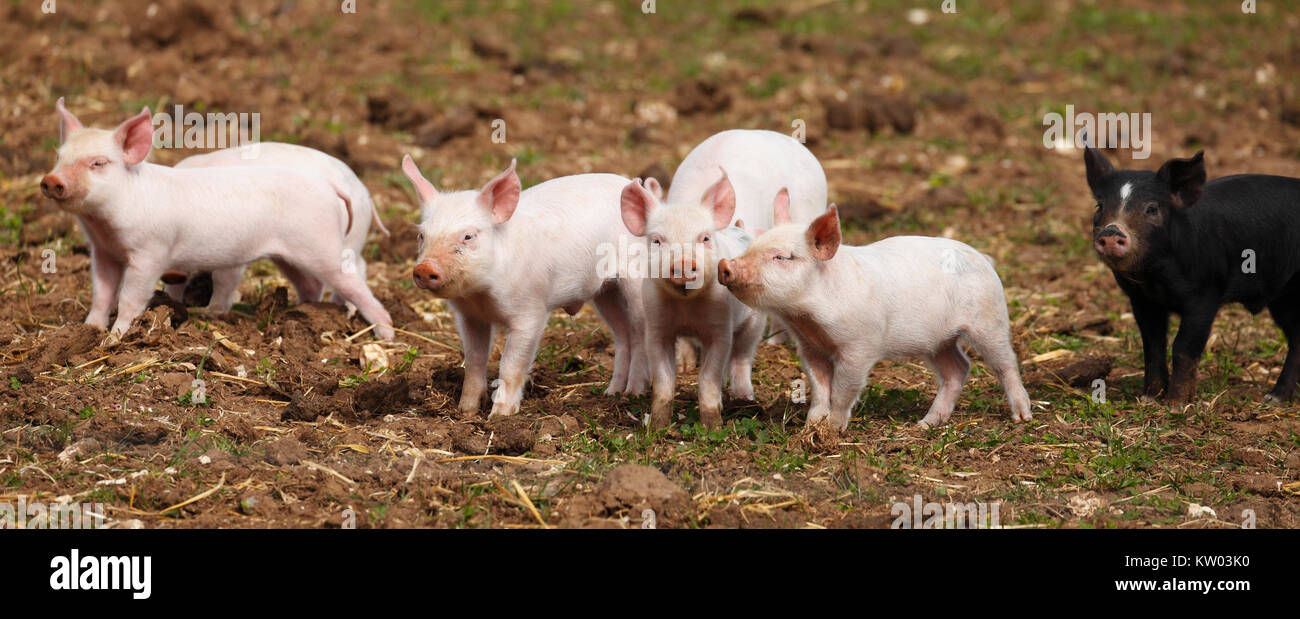 Piglets on an outdoor pig farm. Stock Photo