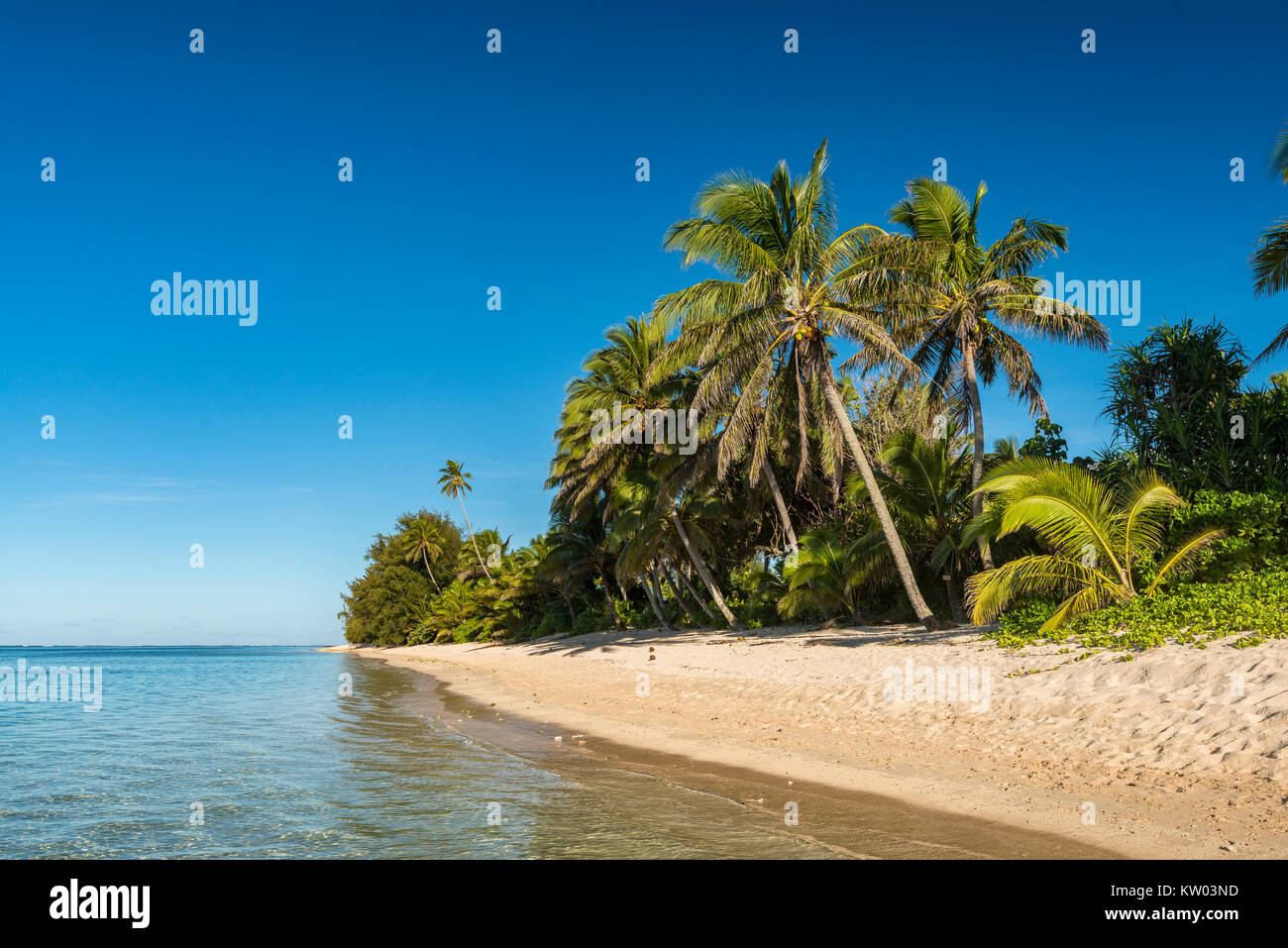 Beach with palm trees, Cook Islands Stock Photo