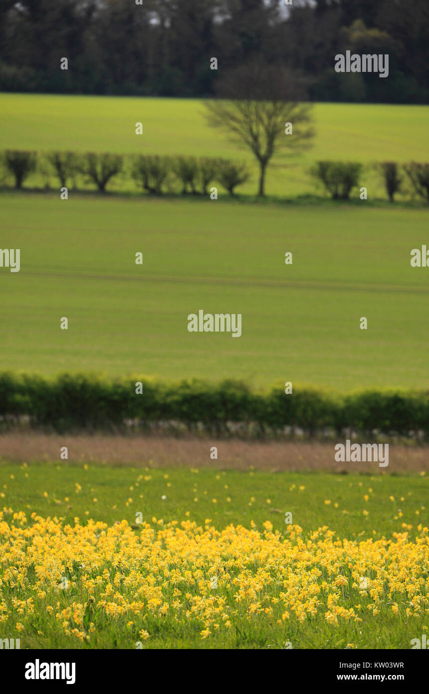 Wild cowslips and rural farmland in north Norfolk. Stock Photo