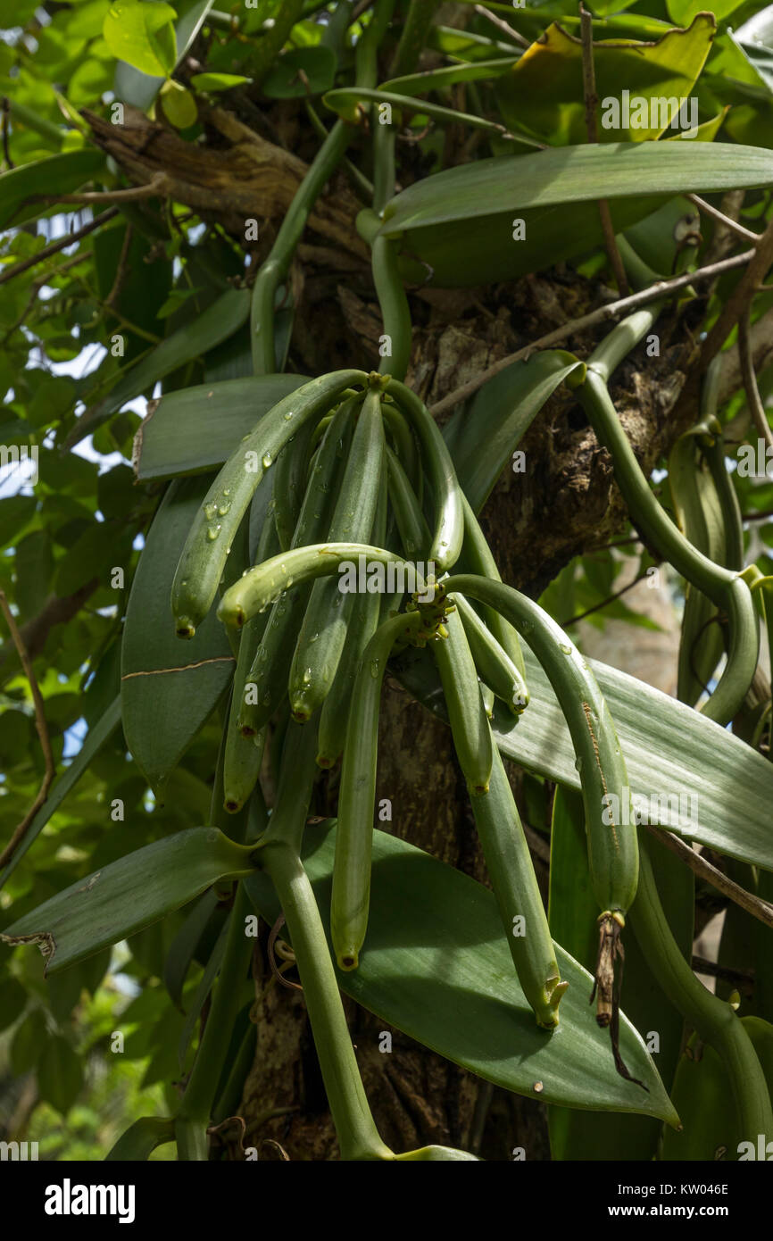 Fruit of vanilla (Vanilla planifolia), Orchidaceae, Vanilla plantation in L'Union Estate Farm Stock Photo