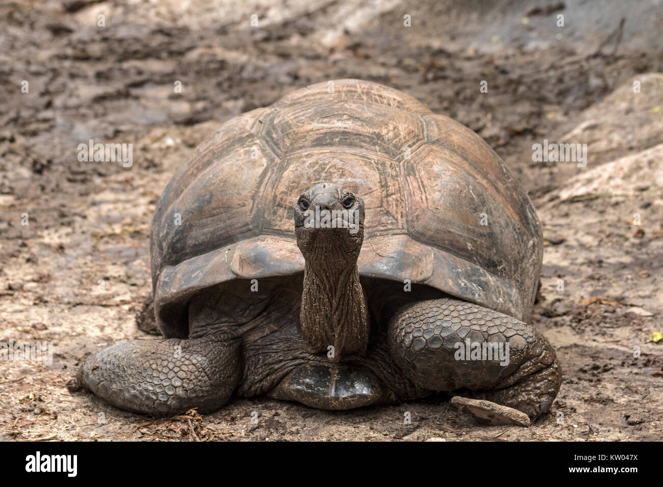 Aldabra giant tortoise (Aldabrachelys gigantea), Testudinidae. L'Union Estate Farm Stock Photo