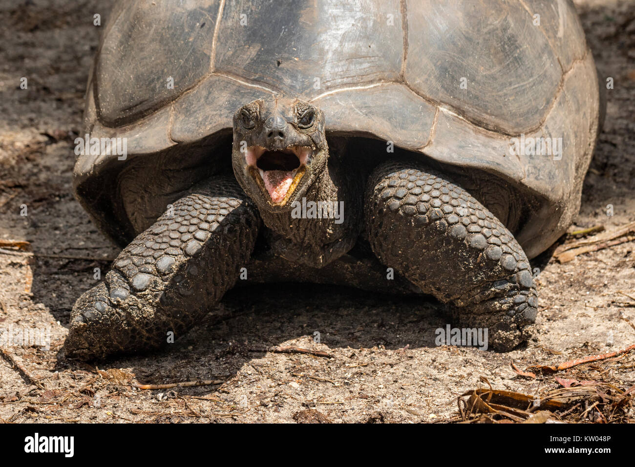 Aldabra giant tortoise (Aldabrachelys gigantea), Testudinidae. L'Union Estate Farm Stock Photo