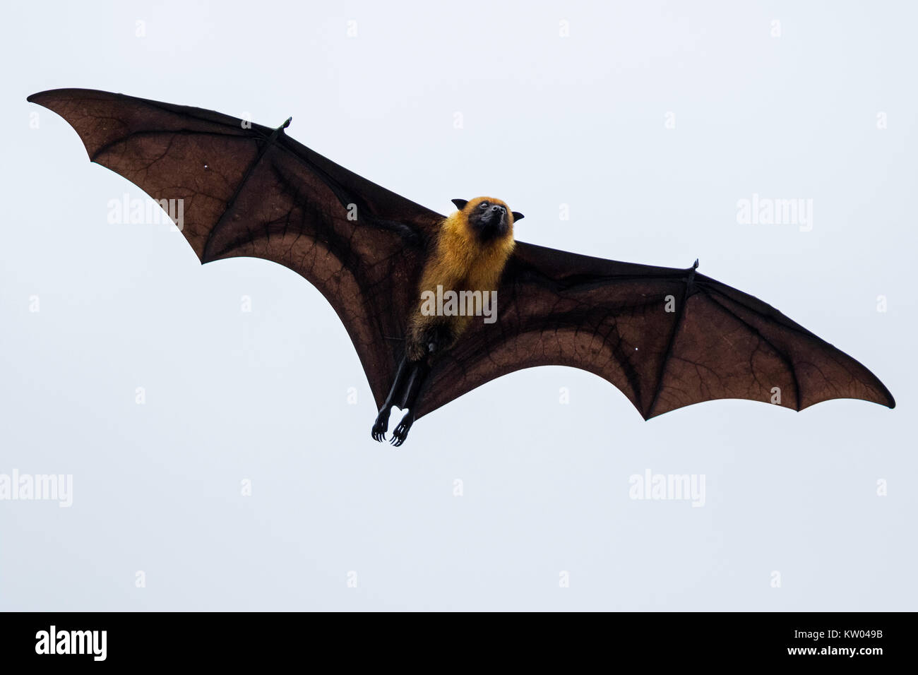 Seychelles fruit bat, Seychelles flying fox (Pteropus seychellensis), Pteropodidae Stock Photo