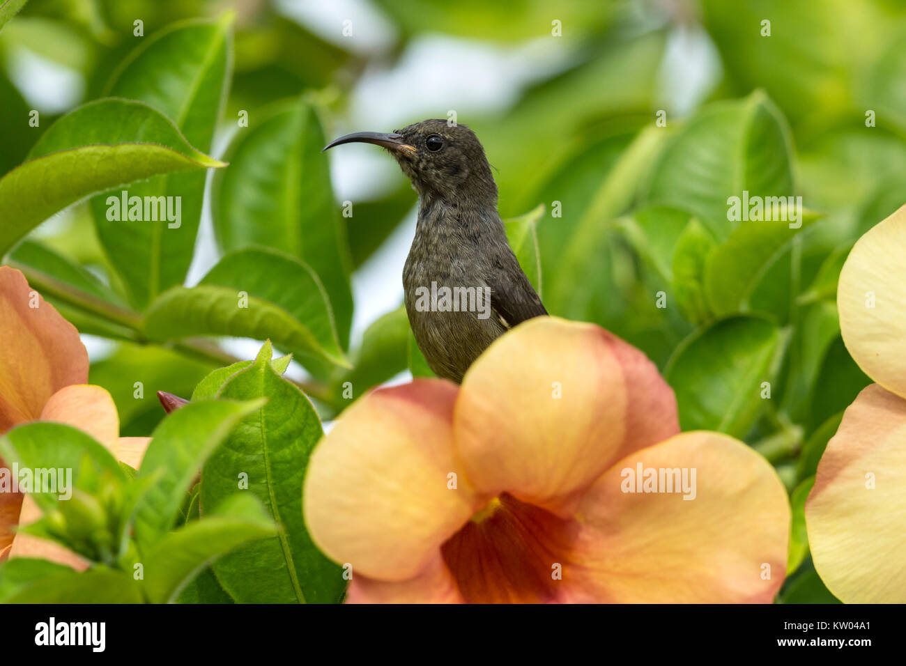 Seychelles Sunbird (Cinnyris dussumieri) juvenile Stock Photo
