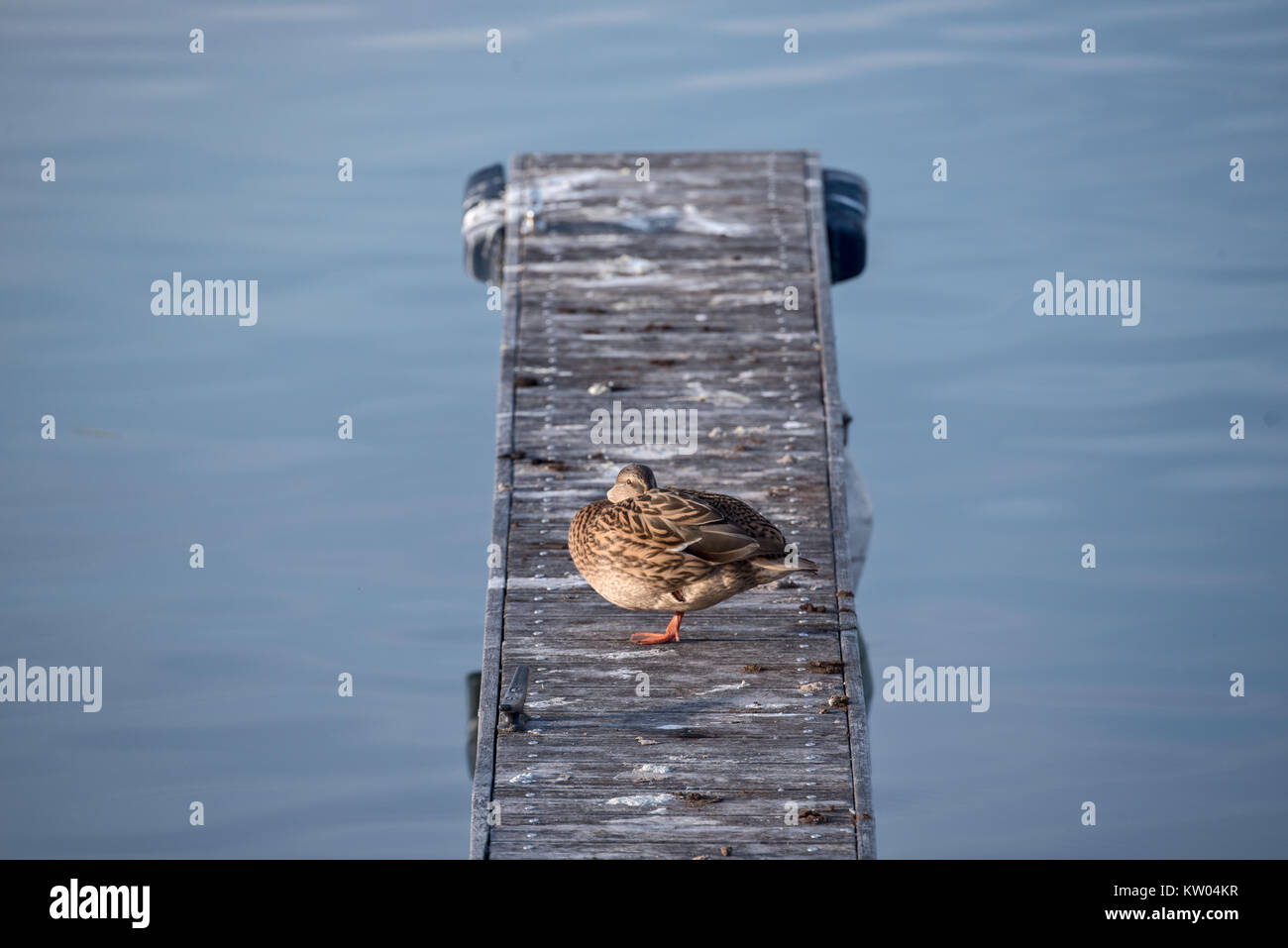 on a beautiful autumn day a duck sleeps on a small pier on Lake Geneva Stock Photo