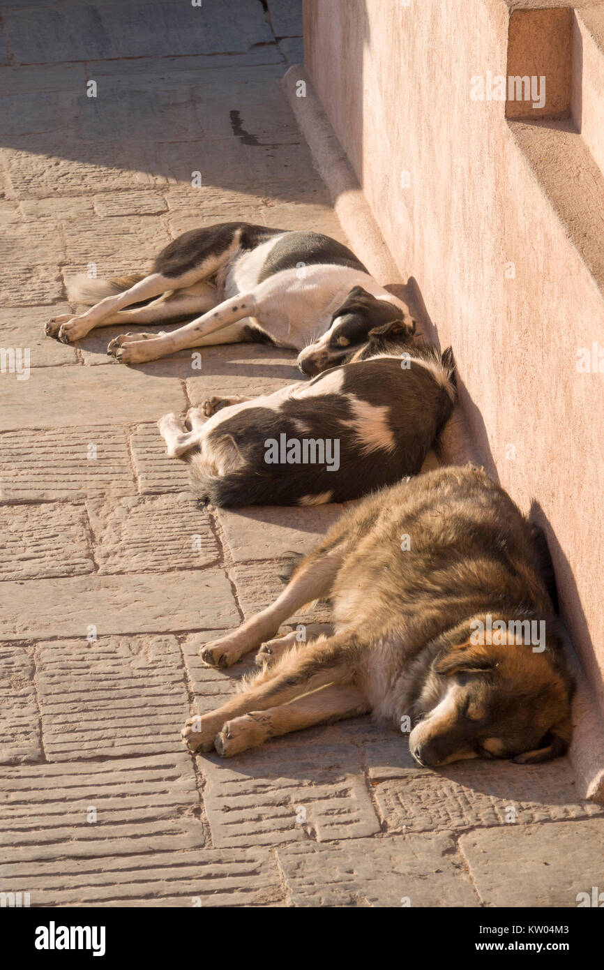Healthy looking street dogs sleeping in the sun in Kathmandu, Nepal