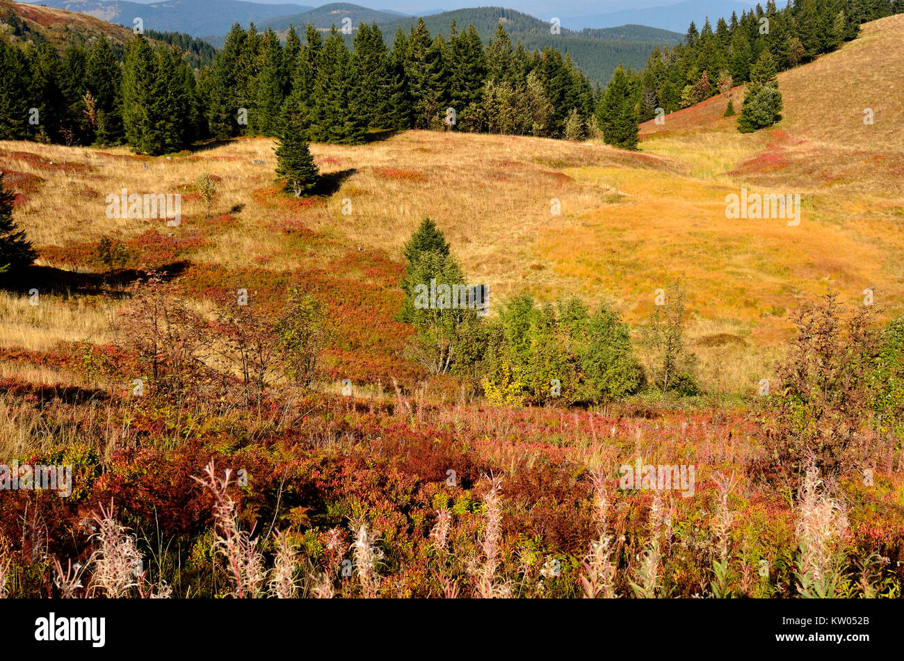 Black Forest, field mountain, autumnal vegetation in the summit area, Schwarzwald, Feldberg, herbstliche Vegetation im Gipfelbereich Stock Photo