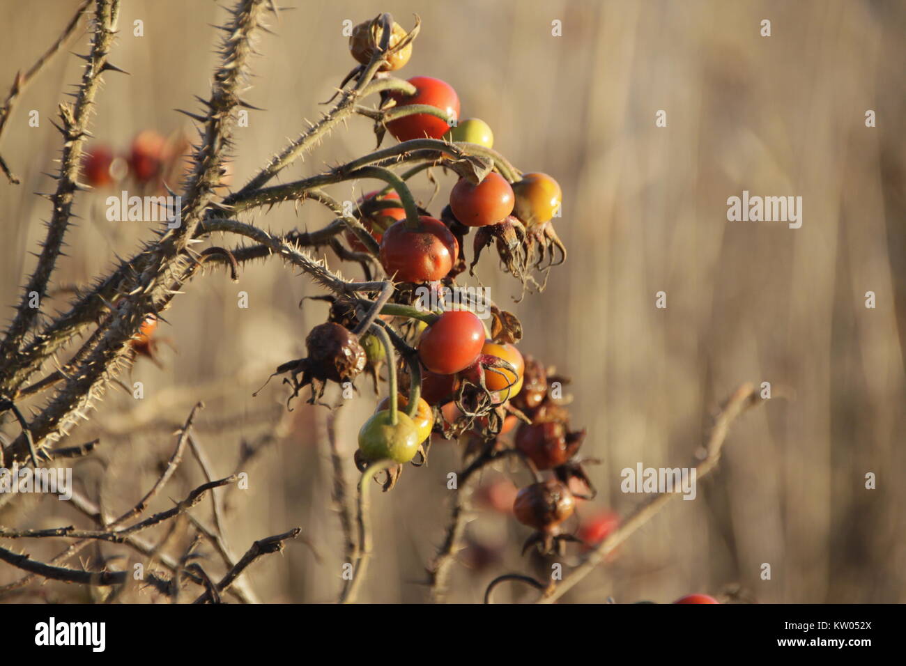 Rose hip berrys hi-res stock photography and images - Alamy