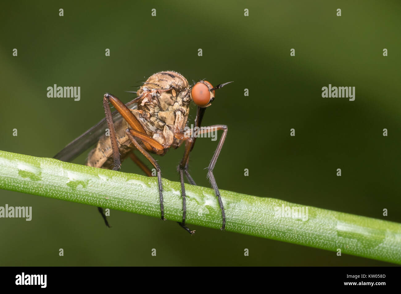 Daggerfly (Empis sp.) perched on reed stem. Cappamurra Bog, Tipperary, Ireland Stock Photo
