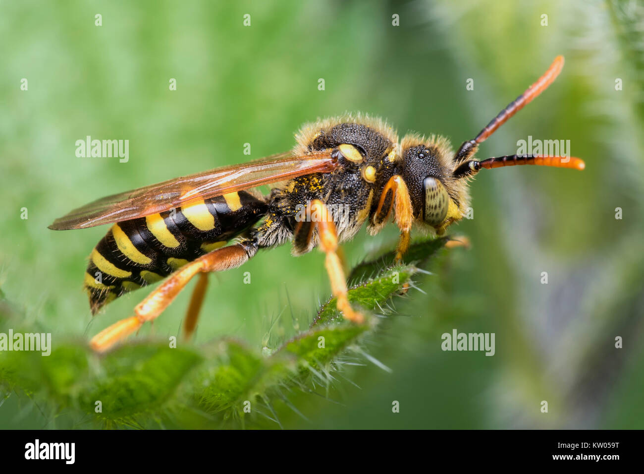 Gooden's Nomad Bee (Nomada goodeniana) (also called a Cuckoo Bee) resting on the edge of a leaf. Cahir, Tipperary, Ireland Stock Photo
