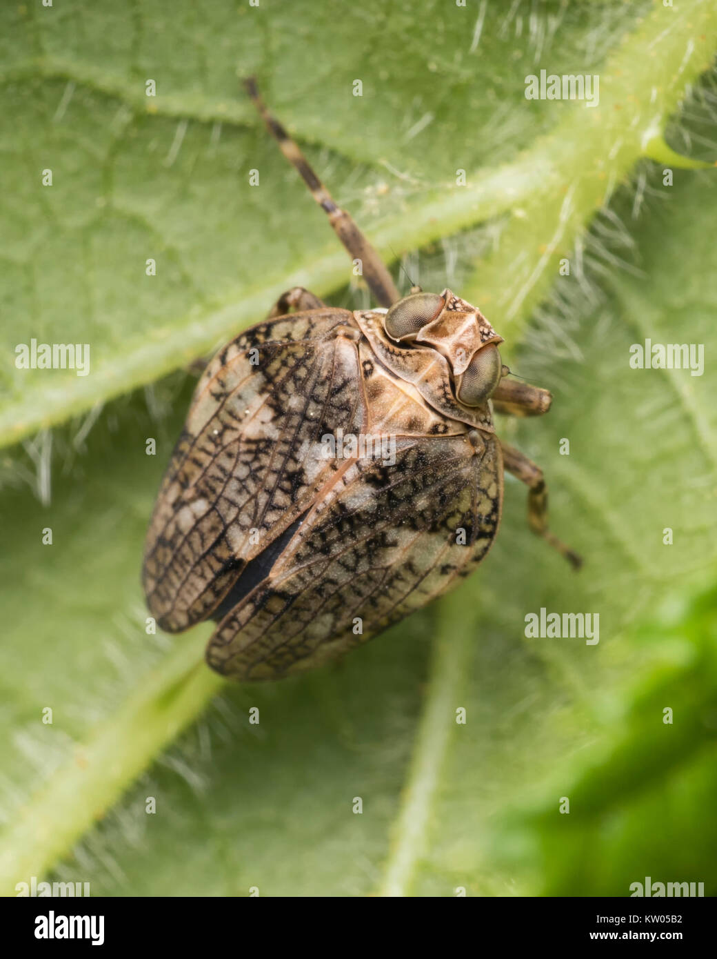 Planthopper (Issus coleoptratus) on the underside of a Rhododendron leaf in woodland. Cahir, Tipperary, Ireland. Stock Photo