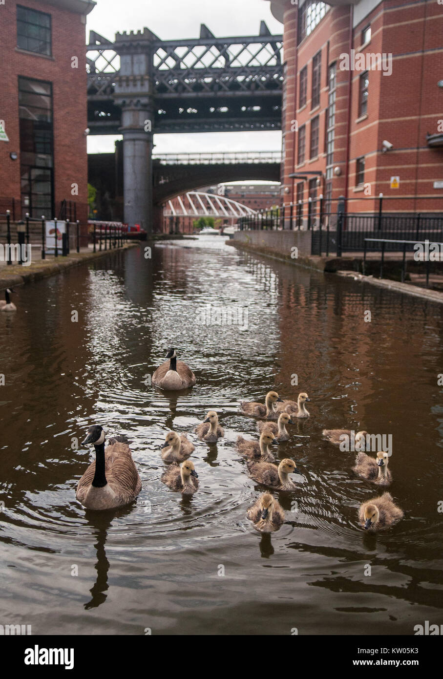 A family of geese and goslings swim in the canal basin at Castlefield, amongst the post-industrial cityscape of railway viaducts, warehouses and apart Stock Photo