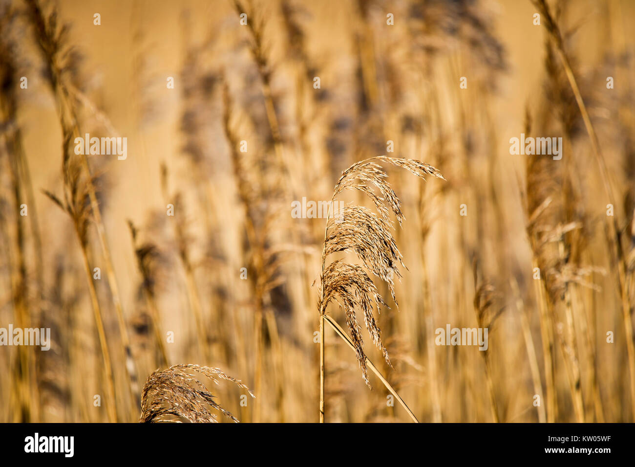 Reeds, Westhay Nature Reserve, Somerset, England Stock Photo - Alamy