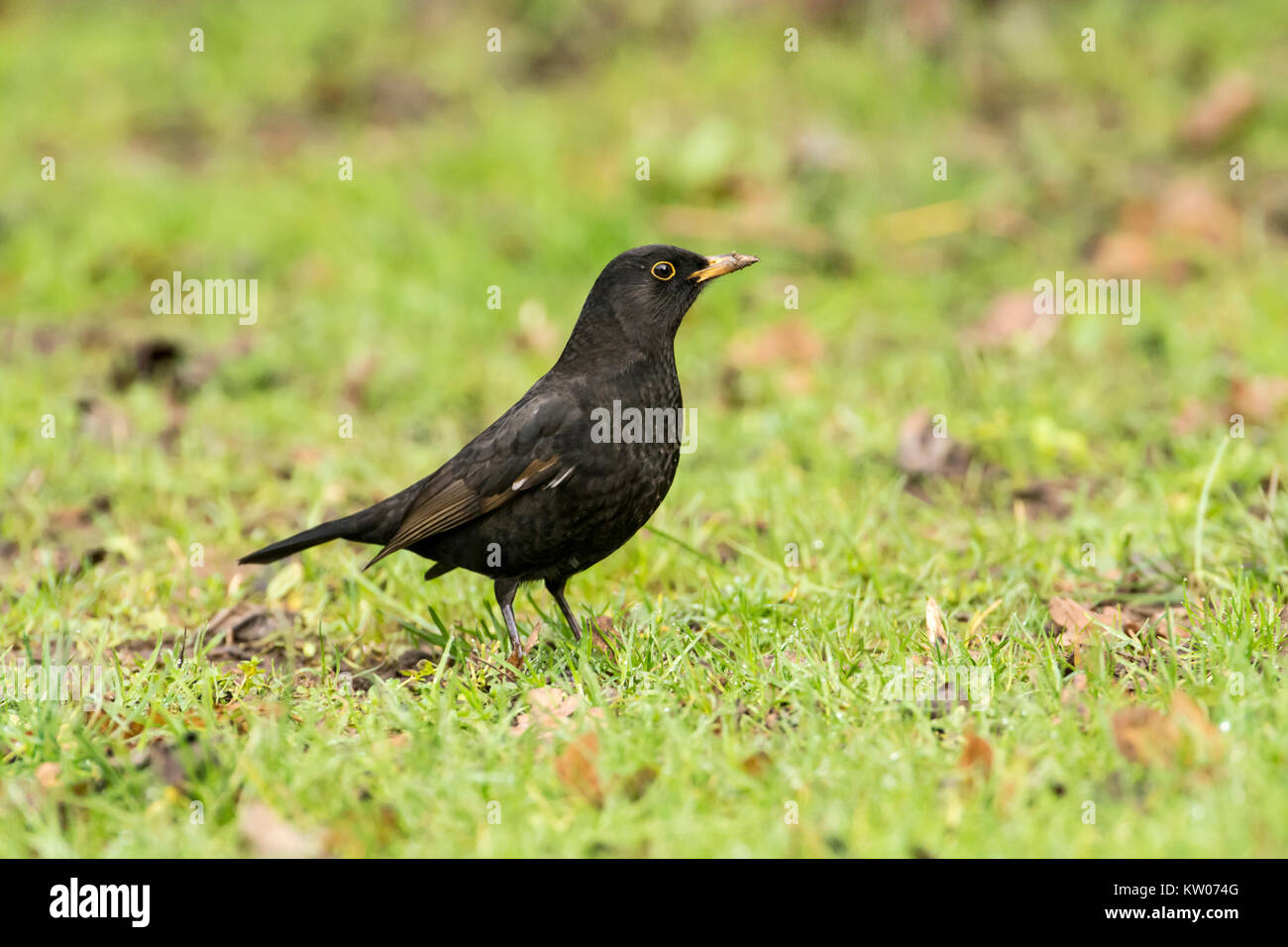 Male blackbird (Tursus merula) foraging in a field. This is a young bird, note the brown plumage remaining in the wings. Stock Photo