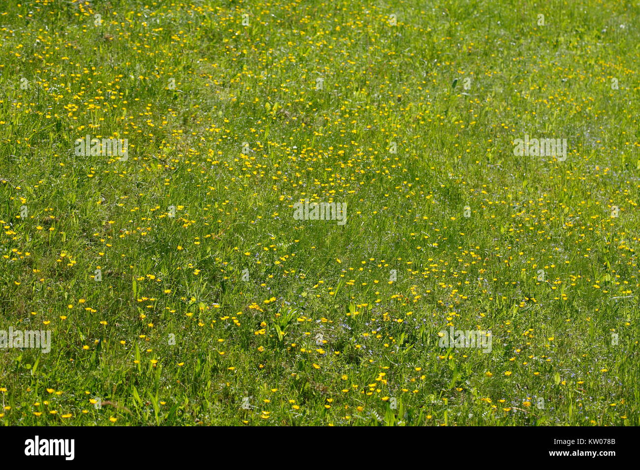 Flower Meadow with yellow blossoming summer flowers Stock Photo - Alamy