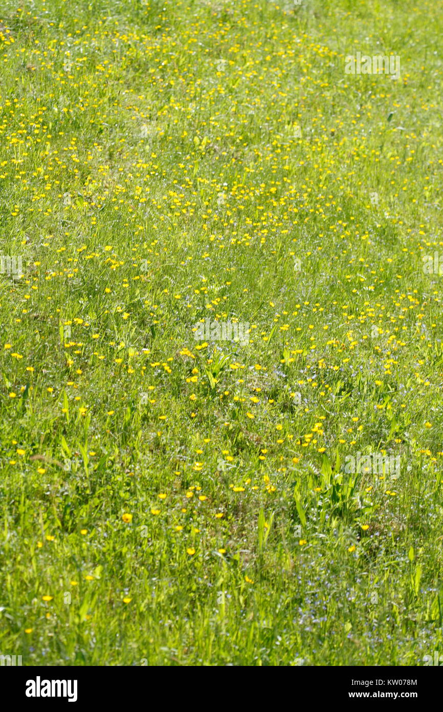 Flower Meadow with yellow blossoming summer flowers Stock Photo - Alamy