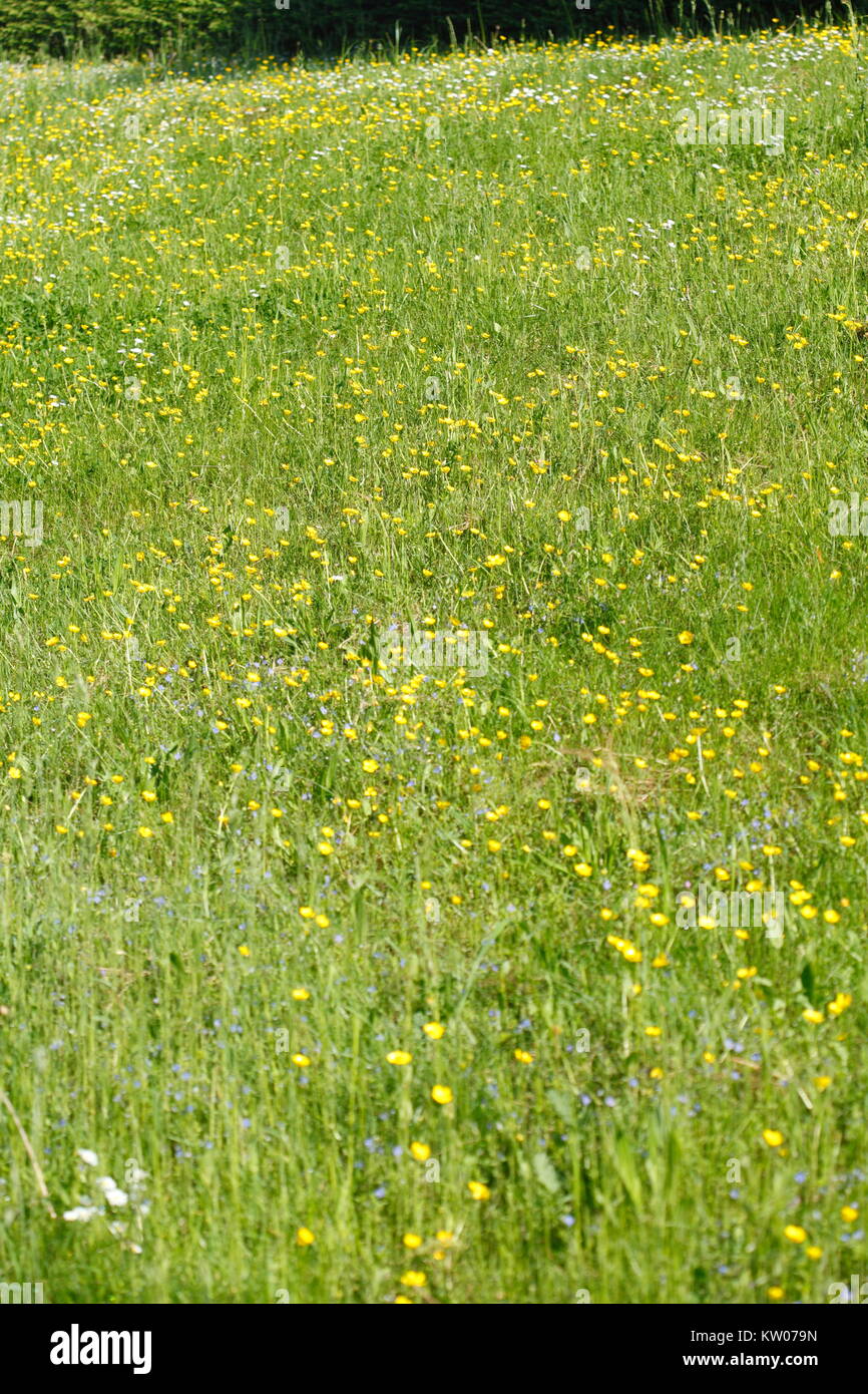 Flower Meadow with yellow blossoming summer flowers Stock Photo - Alamy