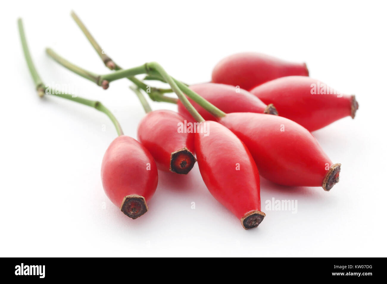 Rose hips over white background Stock Photo - Alamy