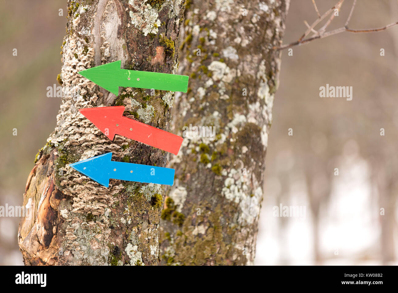 red, green and blue arrows nailed in a pine Stock Photo