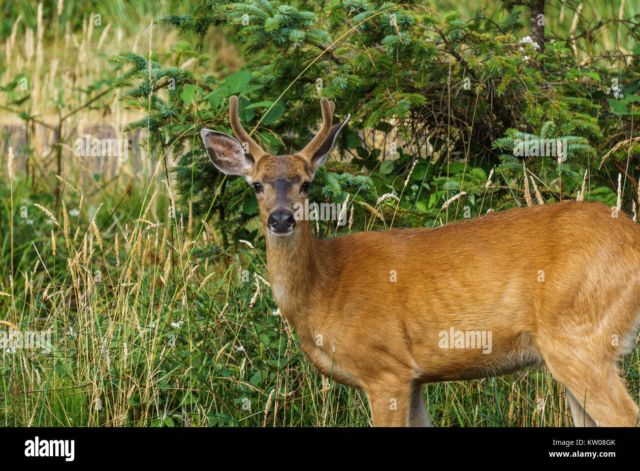 Wild mool deer feeding in high grass North America Stock Photo Alamy