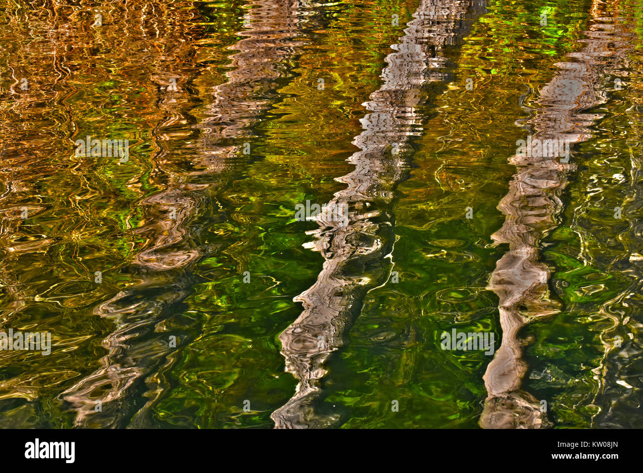 Tree trunk reflections in the water at Lake Samish in Bellingham, Washigton, USA.  A nature background or environemental concept image. Stock Photo