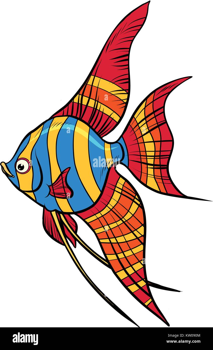 Isolated Freshwater angelfish aquarium fish Stock Vector
