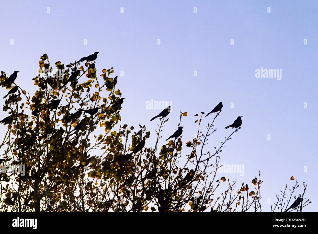 A flock of black birds sit silhouetted in the top of a tree with yellow leaves, back-lighted by an autumn sunset. Stock Photo