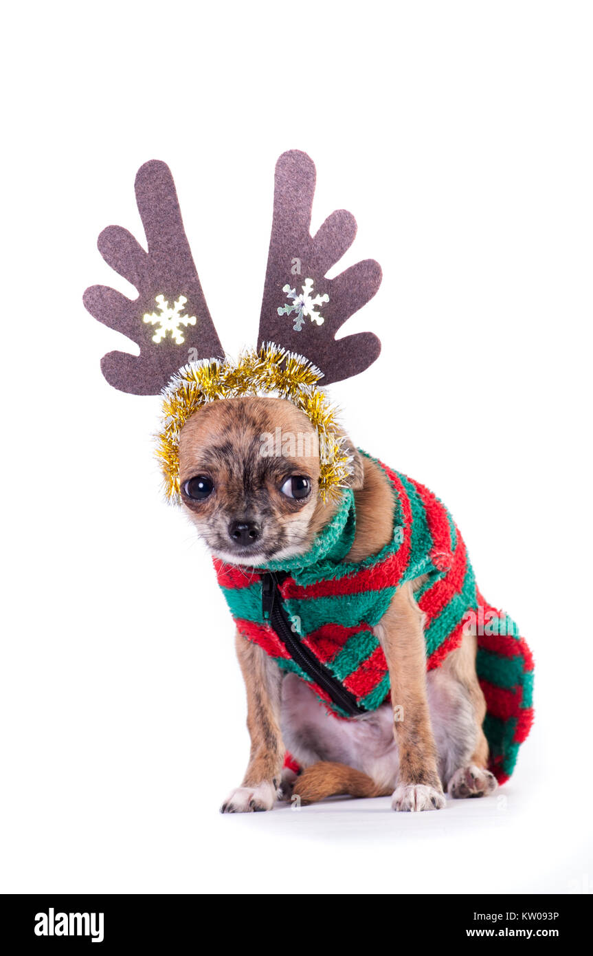 chihuahua elf costume