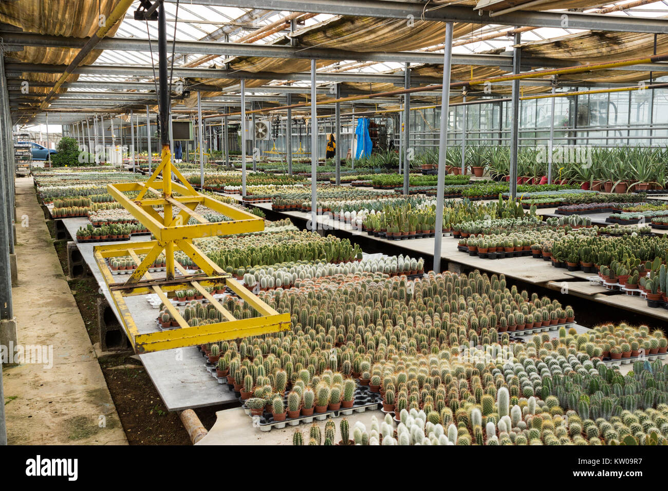 Cacti and succulents nursery Stock Photo Alamy