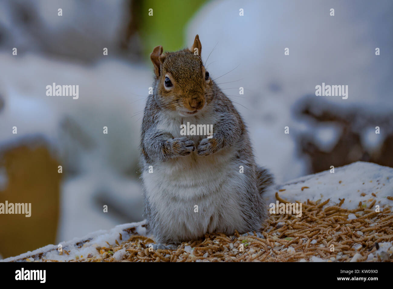 Grey Squirrel  Sciurus carolinensis. Single adult on snow covered bird table. UK Stock Photo