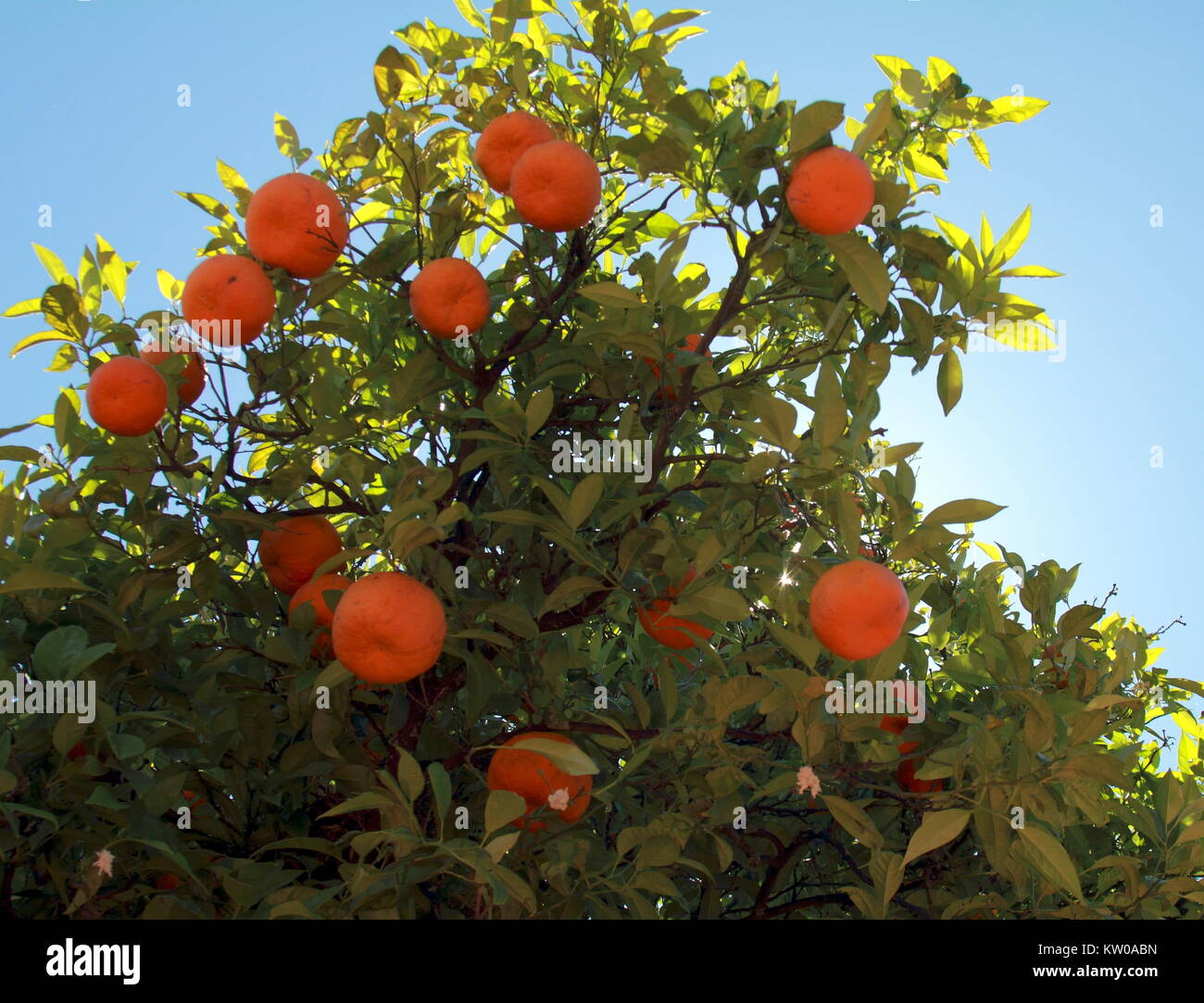 Branches of the tangerine tree with ripe fruits against blue sky Stock Photo