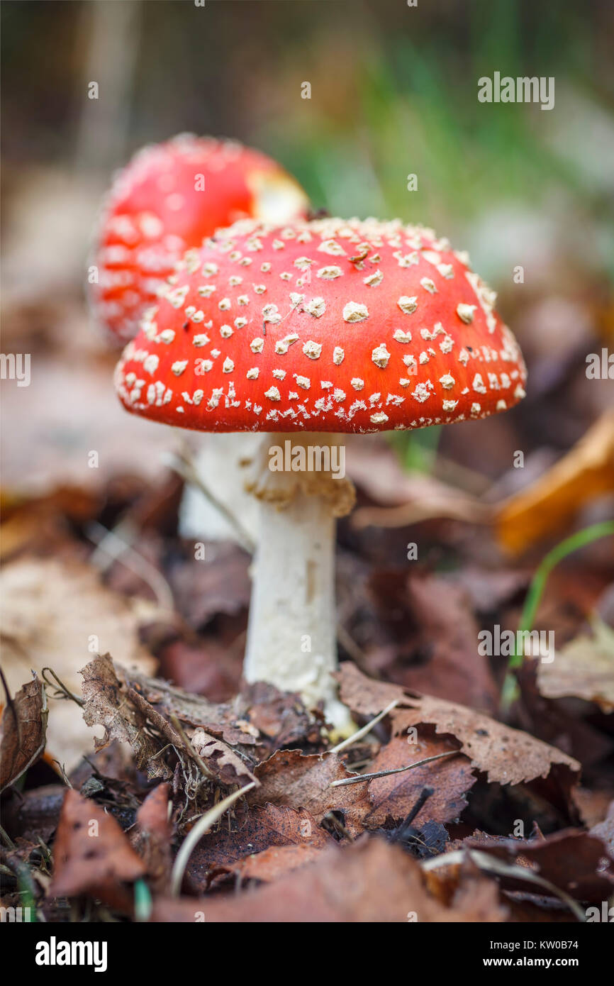 Close-up of red and white spotted fruiting body of fly agaric toadstool (Amanita muscaria) growing in woodland in autumn, Surrey, southern England, UK Stock Photo
