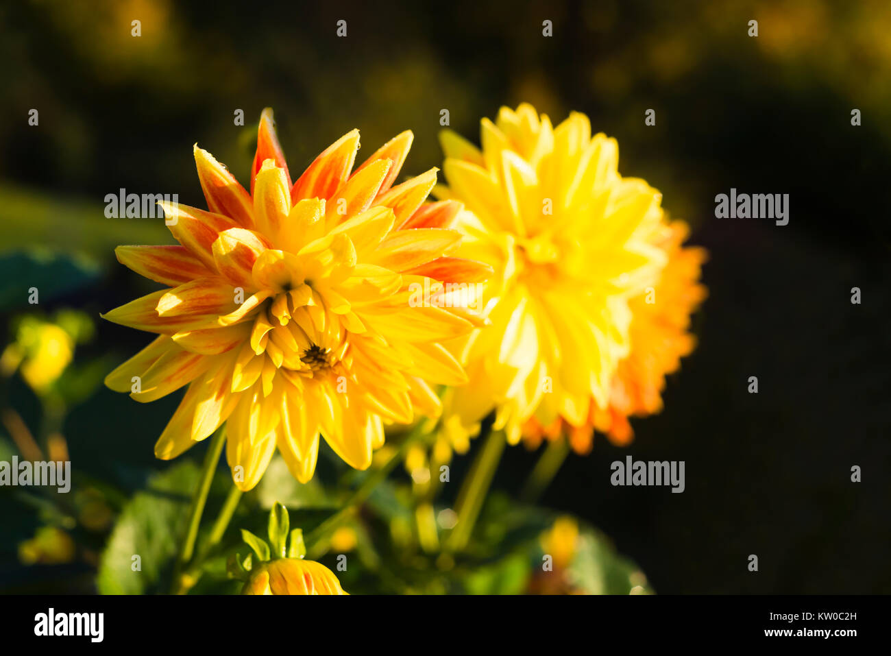 Two yellow and red Semi cactus dahlias blossoms in the morning sun in autumn Stock Photo