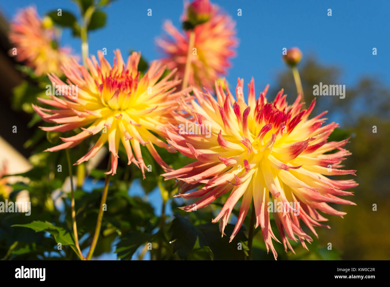 Yellow and red petals of fimbriated Dahlia blossoms in the morning sun in autumn Stock Photo