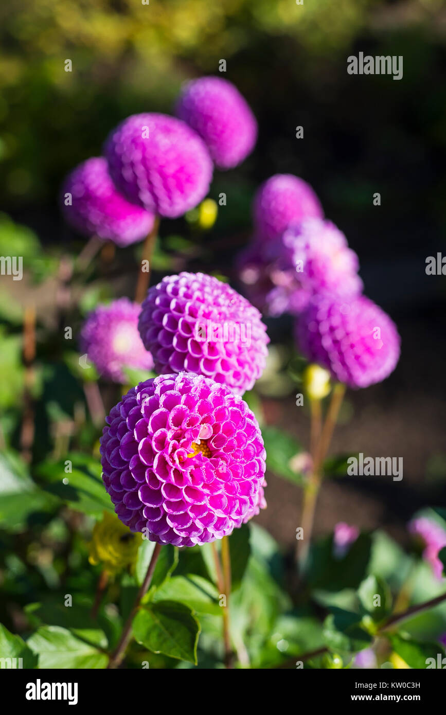 Pompon Dahlias High Resolution Stock Photography and Images - Alamy