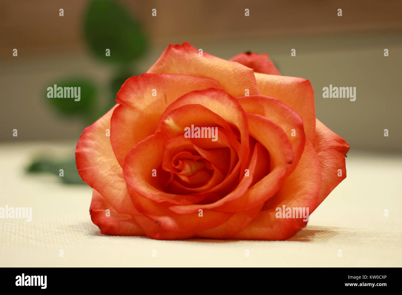 Rose flower wallpaper hi-res stock photography and images - Alamy