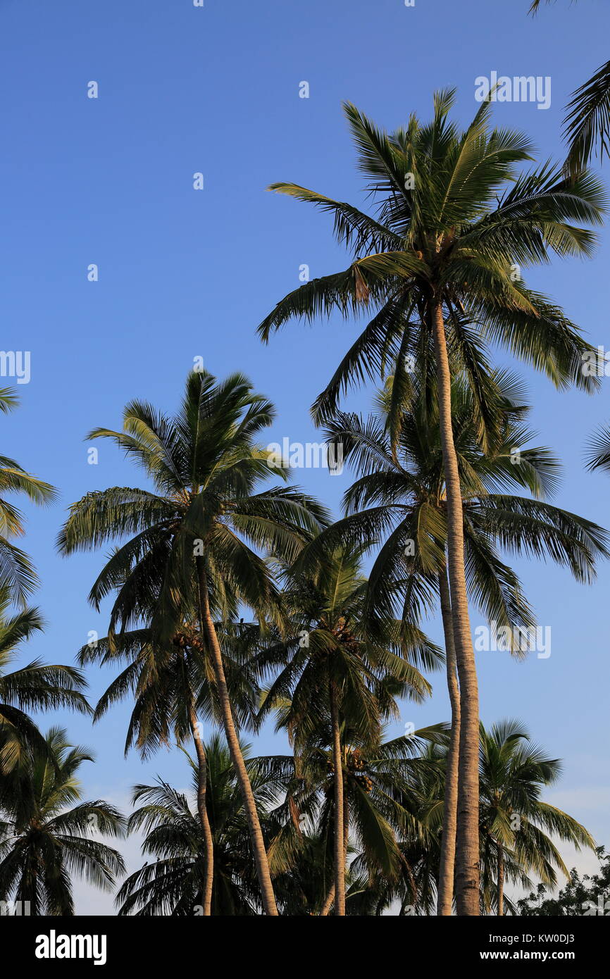 Coconut palm trees growing on sandy beach area, Nilavelli, Sri Lanka, Asia Stock