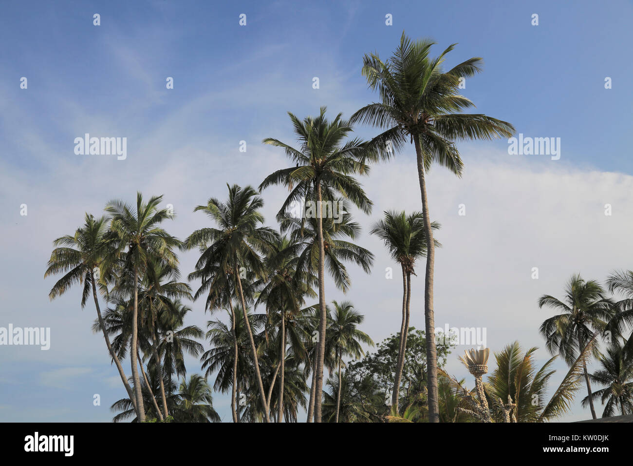 Coconut palm trees growing on sandy beach area, Nilavelli,