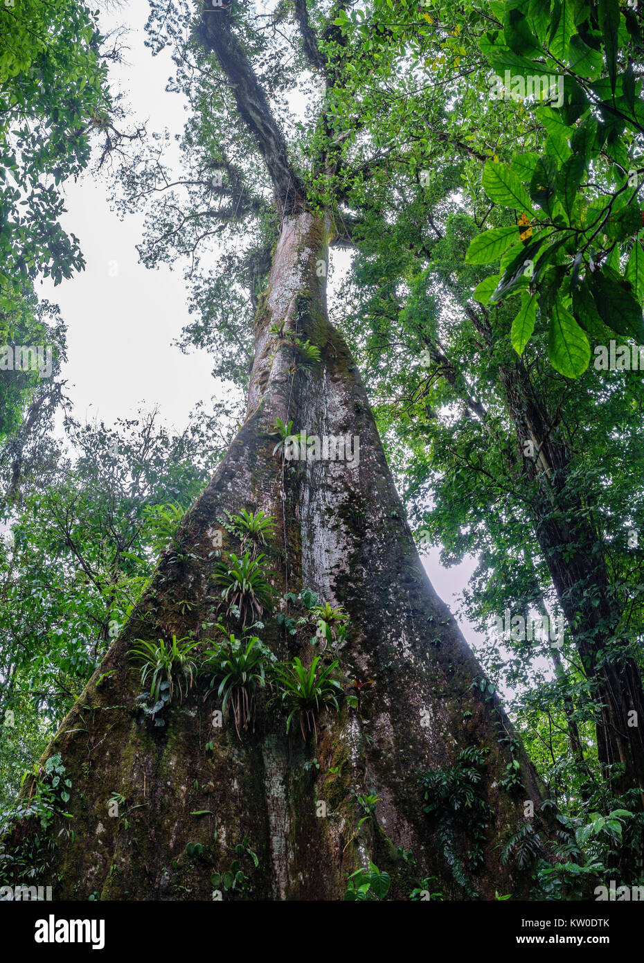 Vertical View Of Huge Tree In The Forest Stock Photo - Alamy