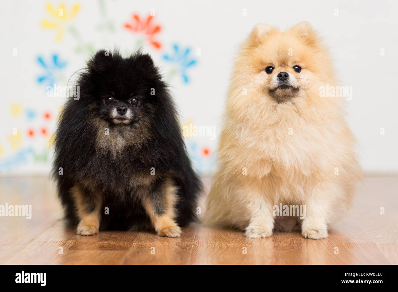 Two dogs of breed a Pomeranian sitting on the floor next Stock