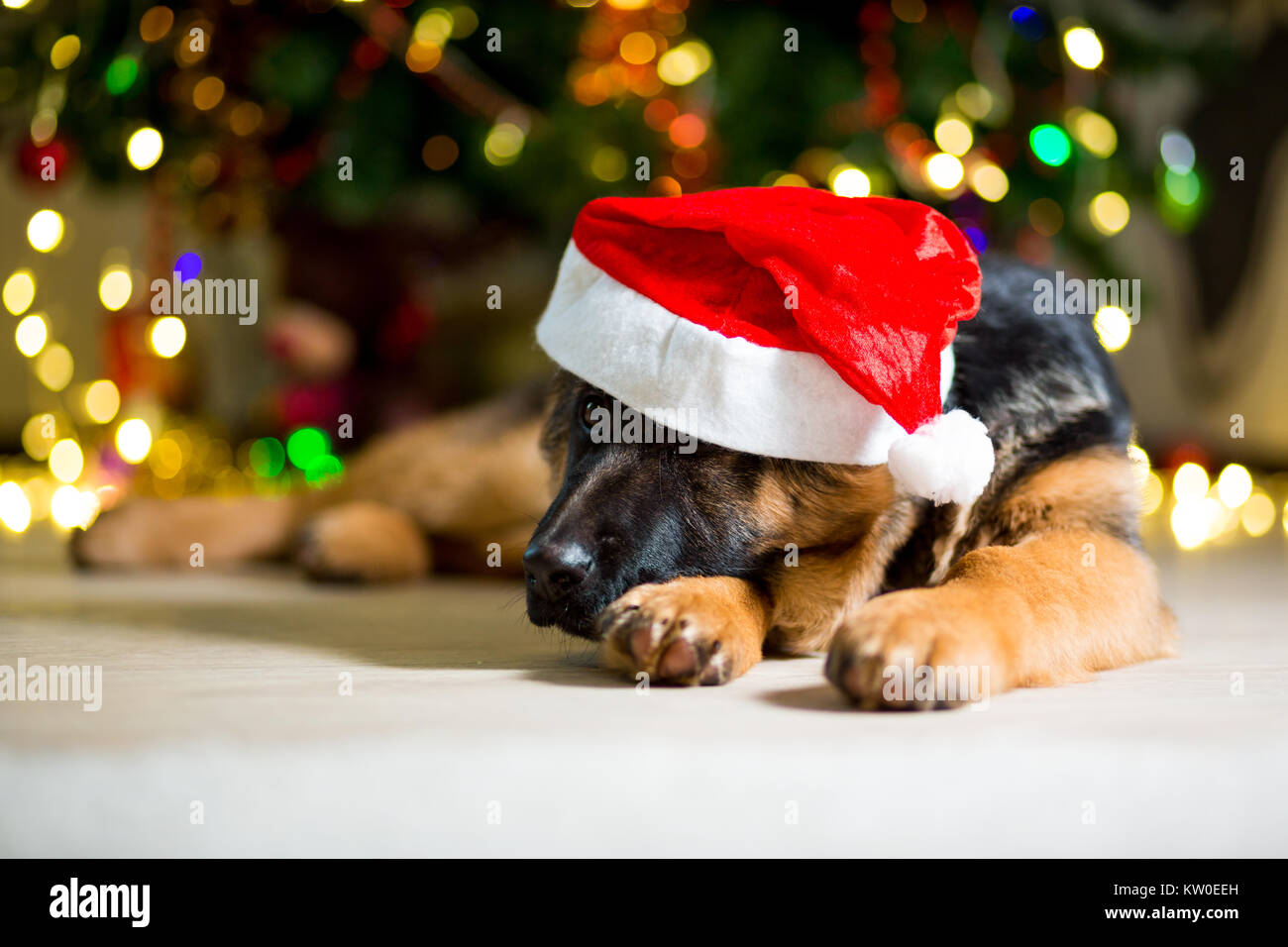 German Shepherd dog lies on the floor near a Christmas tree in a hood Stock Photo
