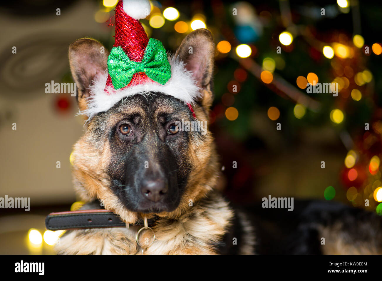 German Shepherd dog lies on the floor near a Christmas tree in a hood Stock Photo